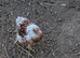 Wyandotte chicks
