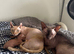 Male Sphynx kittens Ready Now