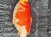 Big koi for sale
