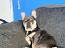 Male French bulldog for sale