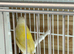 Gouldian finches for sale