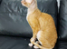 Available for adoption