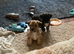 Westie cross Yorkshire terrier male puppies
