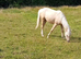 Palomino Welsh Pony colt