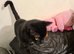 x1 Adult Male Indoor Only Cat for Rehoming