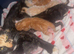 7 stunning kittens