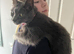 Beautiful Russian Blue mix