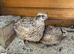 Coturnix Quail Females