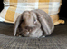 Beautiful baby mini lop boy can leave now