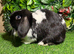 Pure breed mini lop (ADULT) Female