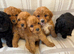 F1 cavapoo puppies fully vet health checked