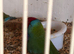 9 gouldians mixed sex