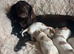Extensively health tested Cocker Spaniel x Cavalier King Charles puppies (F1 Cockaliers)