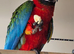 Harlequin Macaw for sale