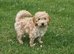 Beautiful and friendly apricot Cockapoo boy puppy well handled
