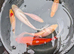 7 large pond fish (6 goldfish 1 mirror carp