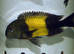 Tropheus cichlid