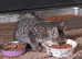 LAST Bengal kitten REDUCED