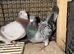 Racing pigeons
