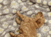 CAVAPOO FEMALE PUPPY
