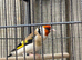 Siberian goldfinch for sale