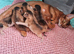 Champion lines Abyssinian kittens