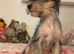 2 Chinese crested puppies