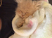 Persian kittens
