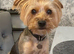 Yorkshire Terrier Puppies