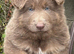 Stunning German shepherds from 5star breeder