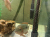 2 chocolate cichlids