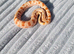 Red Toffeebelly Conda male 100% Het Axanthic (toxic) CB 25