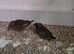 Quail finch 2 pair