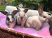 Three sallander x mini lops available