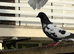 Pigeons for Sale available Now