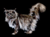 GCCF Reg Maine coon kittens, sire is Champion