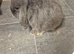 Baby mini lop rabbits