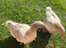 X2 Female Toulouse Geese For Sale