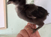 2 unsexed Olive egger chicks
