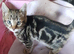 Bengal cross kittens