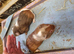 Baby boys