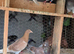 Racing pigeon for sale