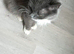 2 male kittens