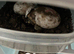Spur Thigh Tortoises&rsquo;s