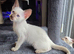 Modern siamese female and male kittens