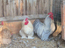 Pekin hatching eggs and chicks