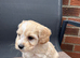 Beautiful cavapoo puppies