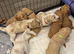 8 beautiful Goldendoodle puppies