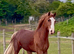 W/S D COB 3yrs old (green book)