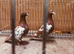 CHOCOLATE MULEMANS RACING PIGEONS